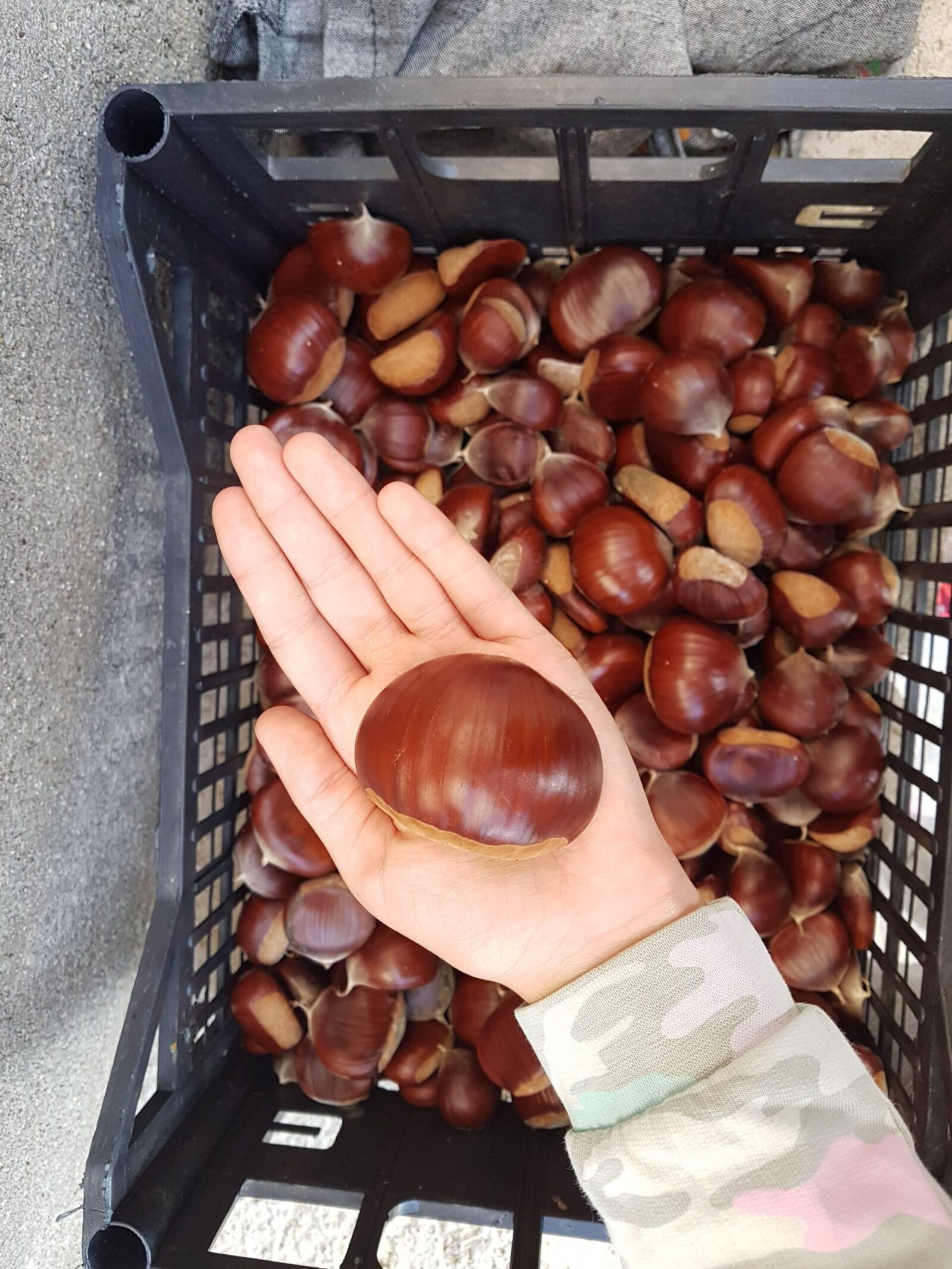 hand holding chestnuts, harvest
