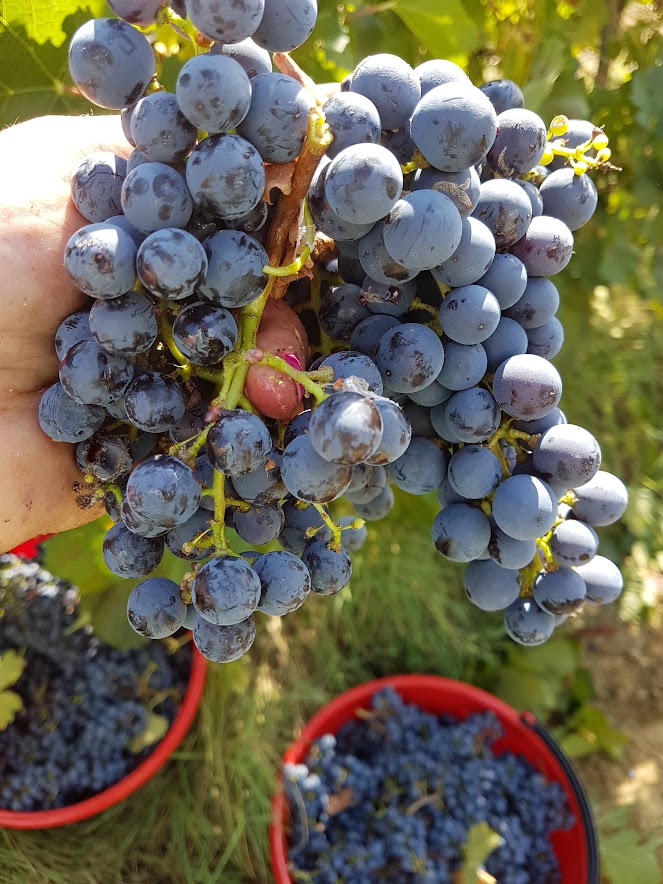 grapes, grape harvest, bunch of grapes