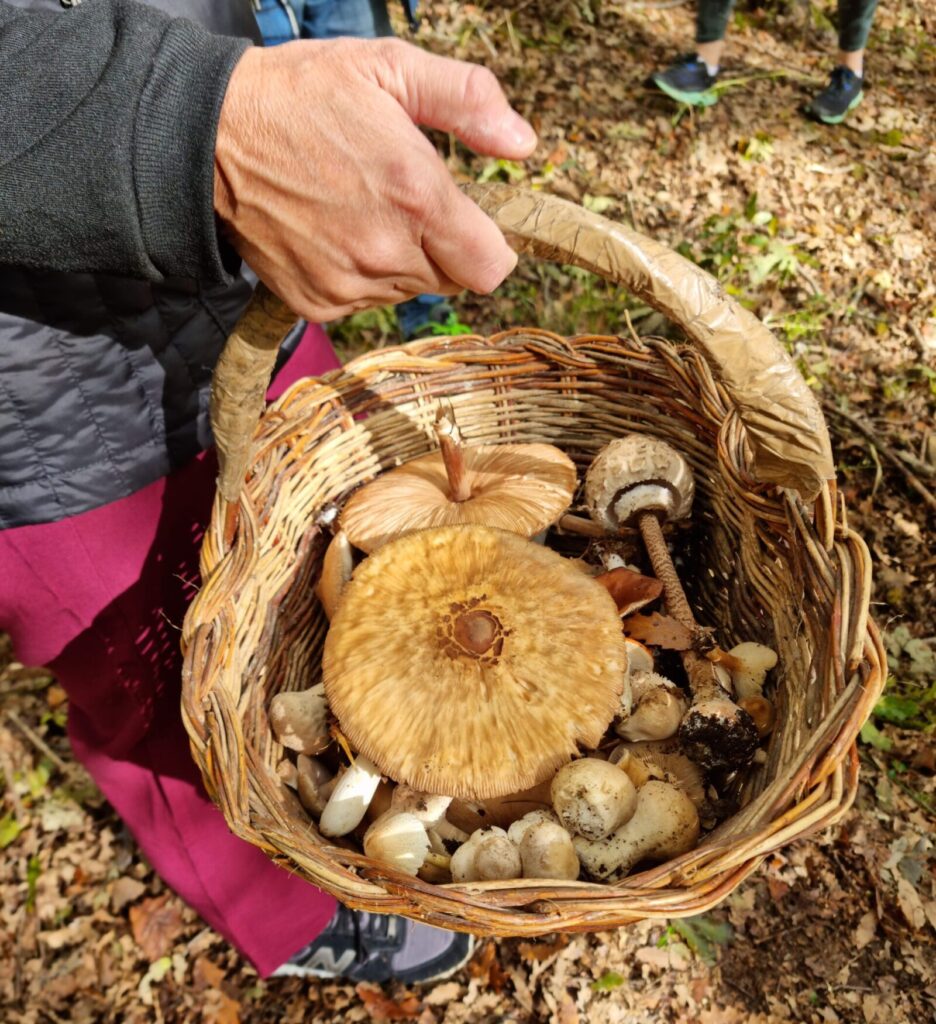 Foraging for fresh mushrooms