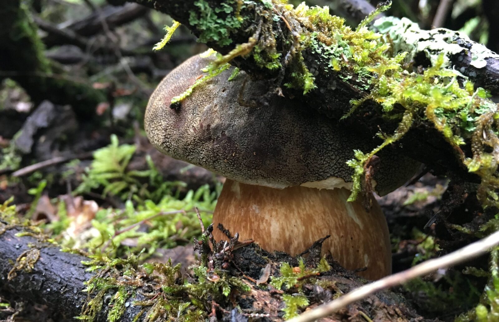 A porcini mushroom growing under a mossy branch