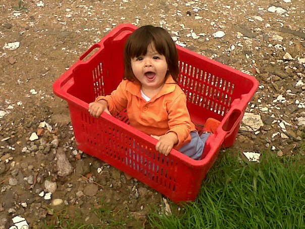 central italy olive harvest tour