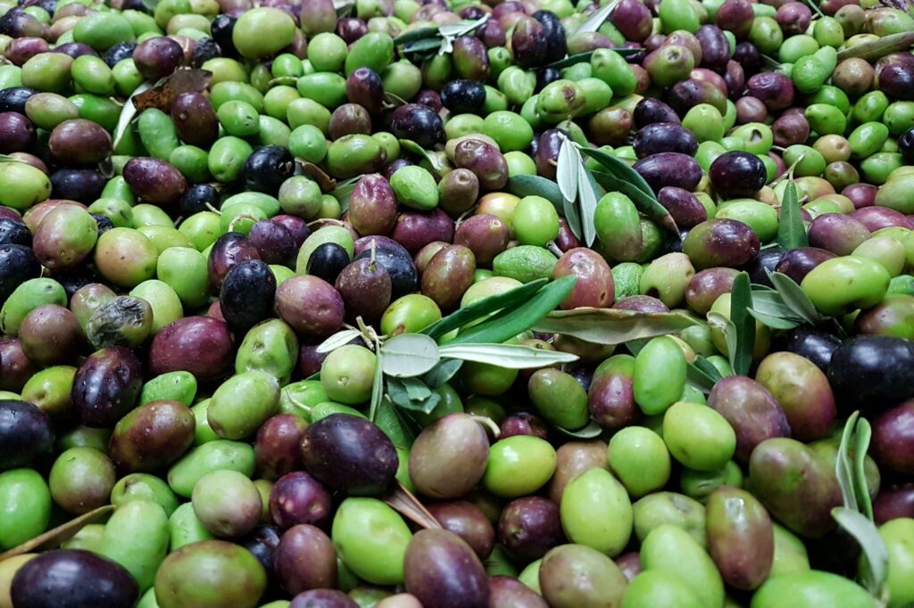 A bumper crop of olives - italian olive harvest tour