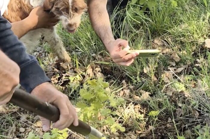 hunting for truffles with truffle dog, digging for truffles in Umbria