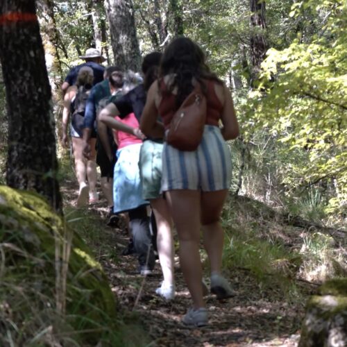 Tour group on a woodland walk
