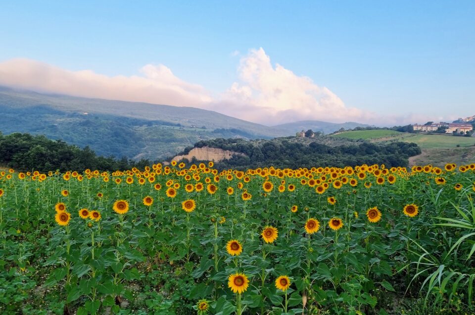 sunflower field in Umbria